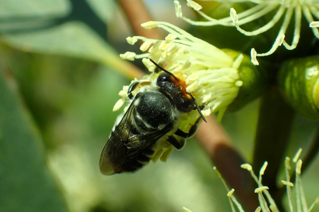 Megachile (Eutricharaea) chrysopyga, Geraldton, Midwest WA © Gary Taylor