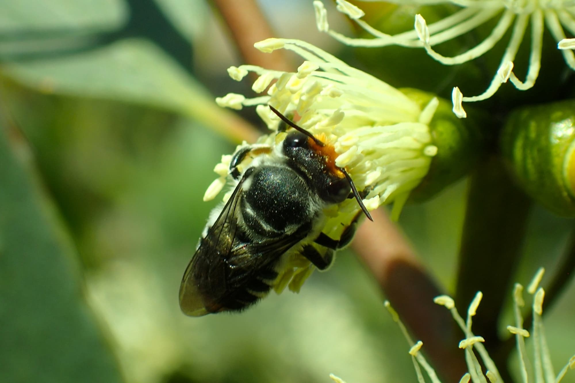 Popping the caps off Eucalyptus platypus flowers like champagne corks…