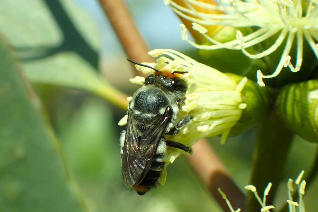 Megachile (Eutricharaea) chrysopyga, Geraldton, Midwest WA © Gary Taylor