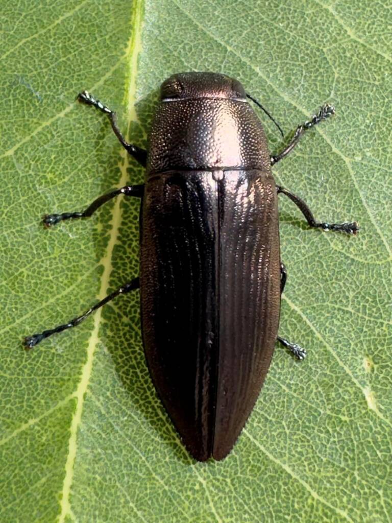 Melobasis andersoni, Perth WA © Mark Hanlon