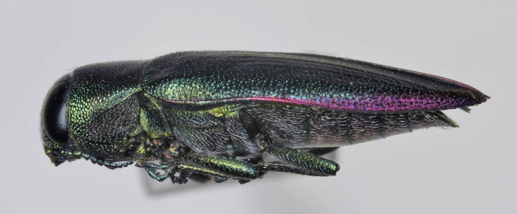 Melobasis sp, Girraween NP QLD © Michael Jefferies