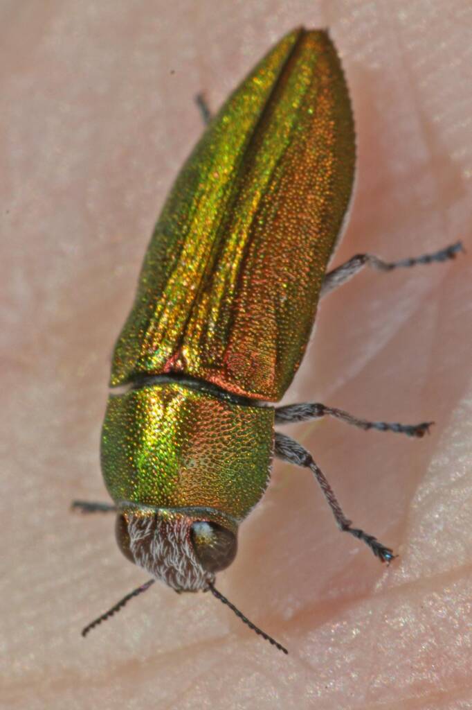 Melobasis sp, Girraween NP QLD © Marc Newman