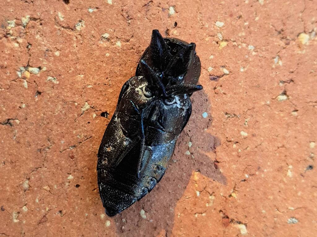 Merimna atrata, Alice Springs NT