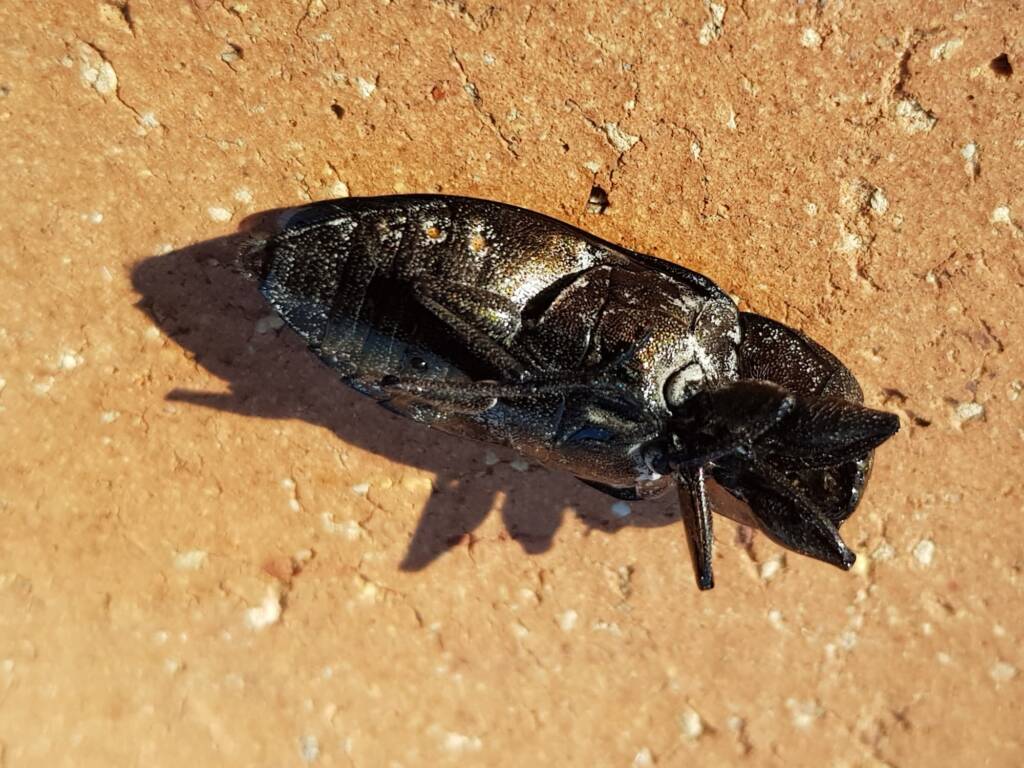 Merimna atrata, Alice Springs NT