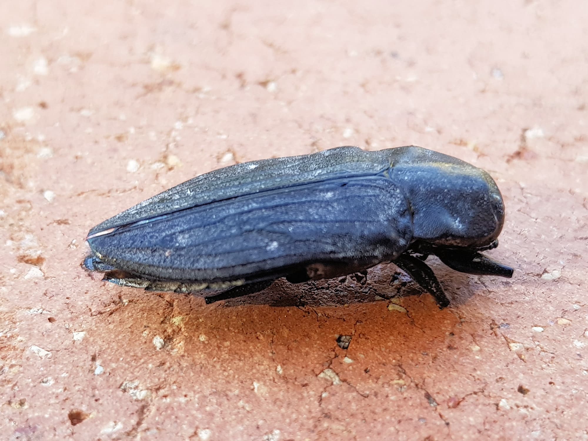 Merimna atrata, Alice Springs NT