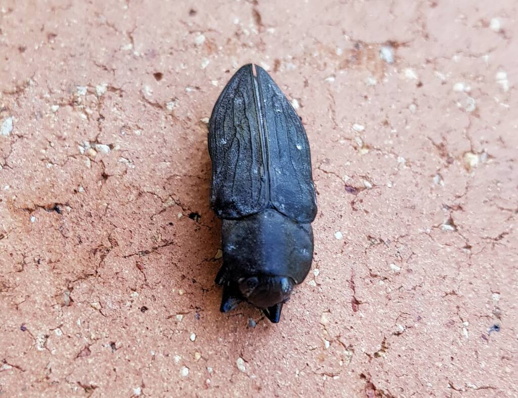 Merimna atrata, Alice Springs NT