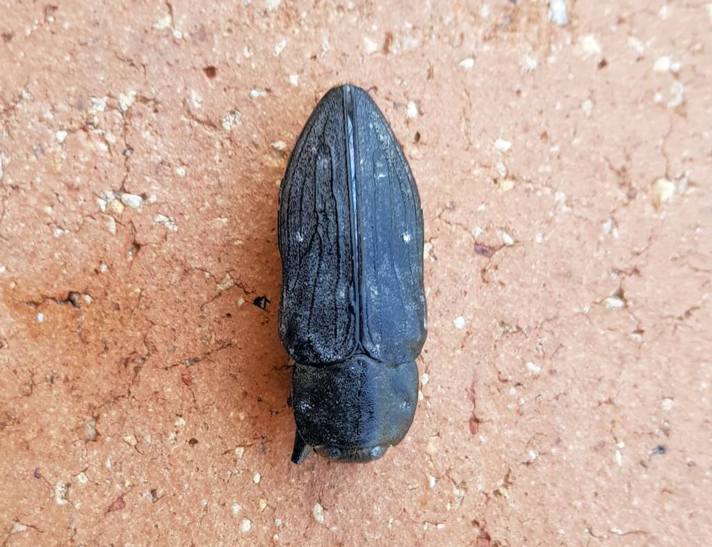 Merimna atrata, Alice Springs NT