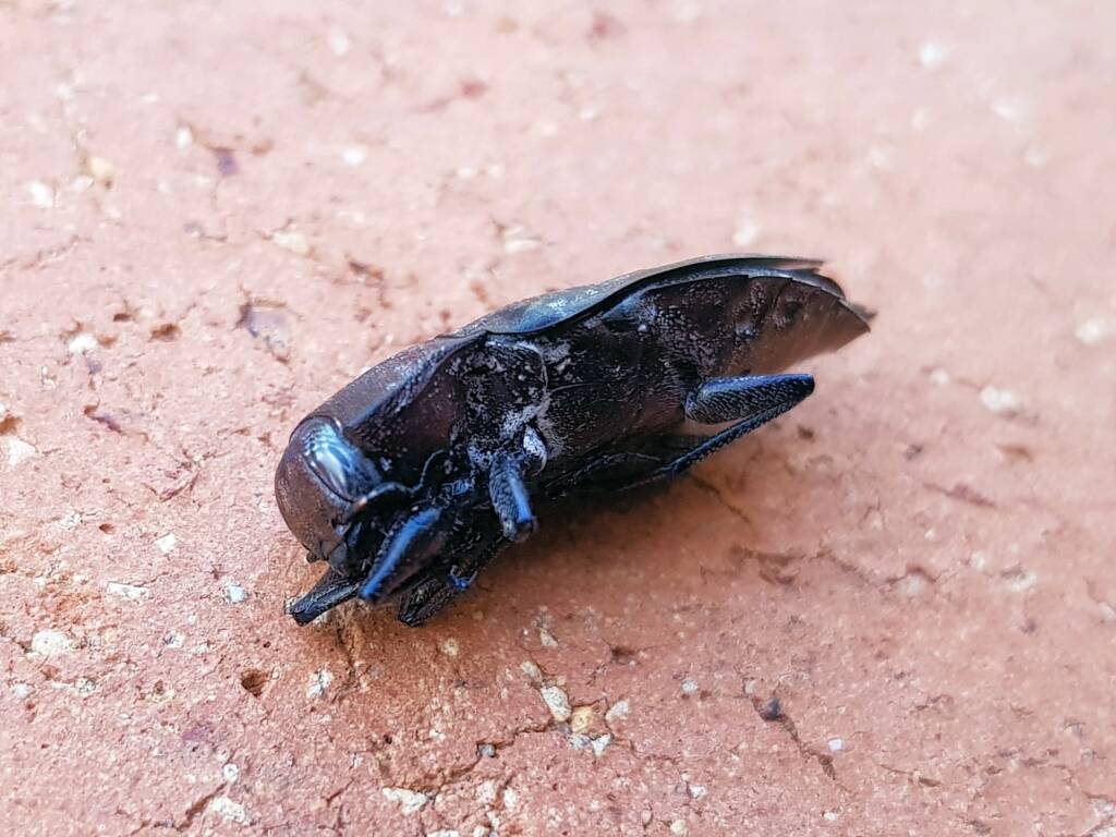 Merimna atrata, Alice Springs NT