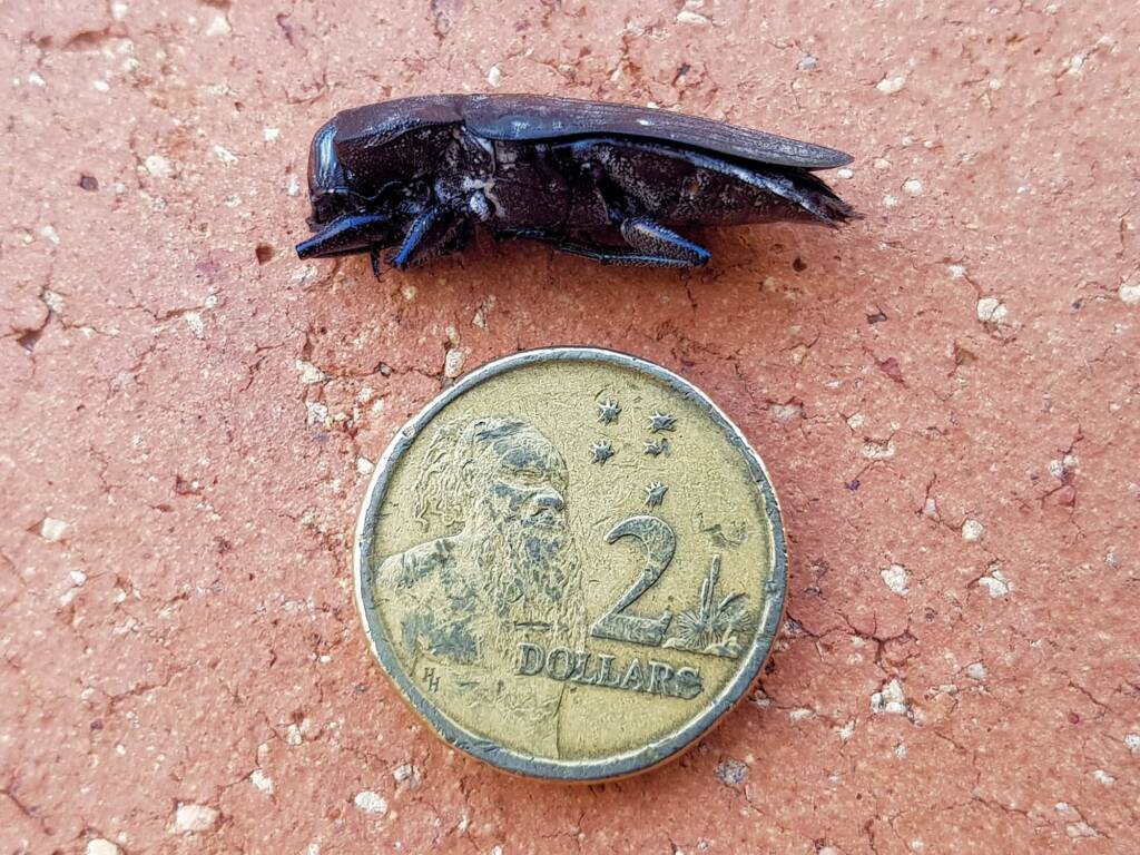 Merimna atrata, Alice Springs NT