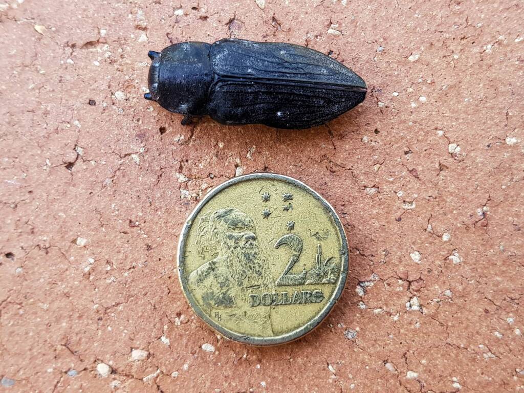 Merimna atrata, Alice Springs NT