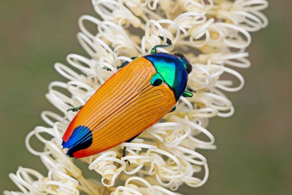 Metaxymorpha gloriosa, Far Nth QLD © Hongming Kan