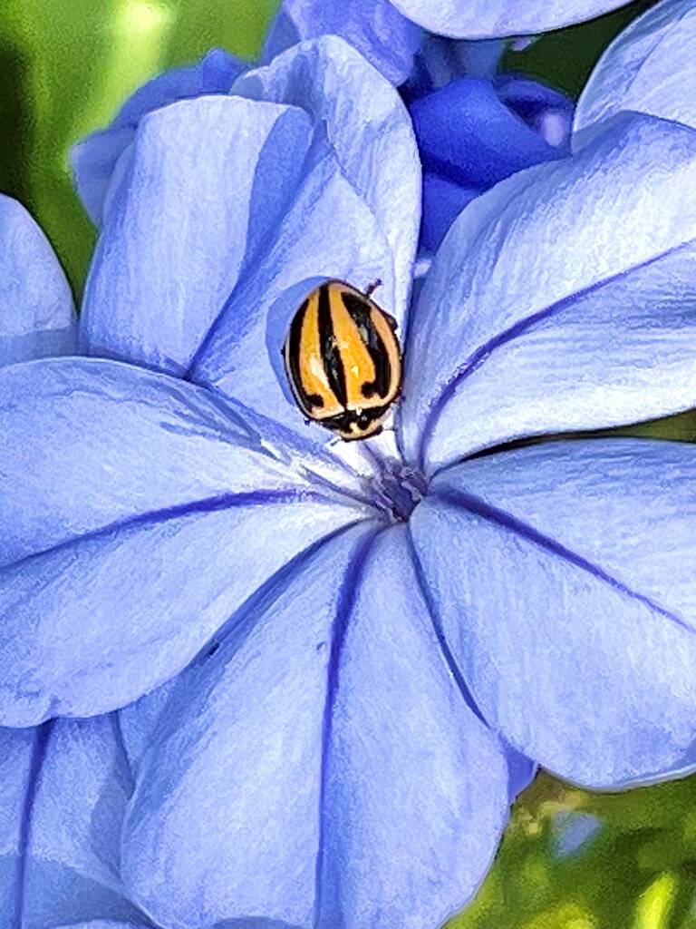 Micraspis frenata, Roma QLD © Dianne Bickers