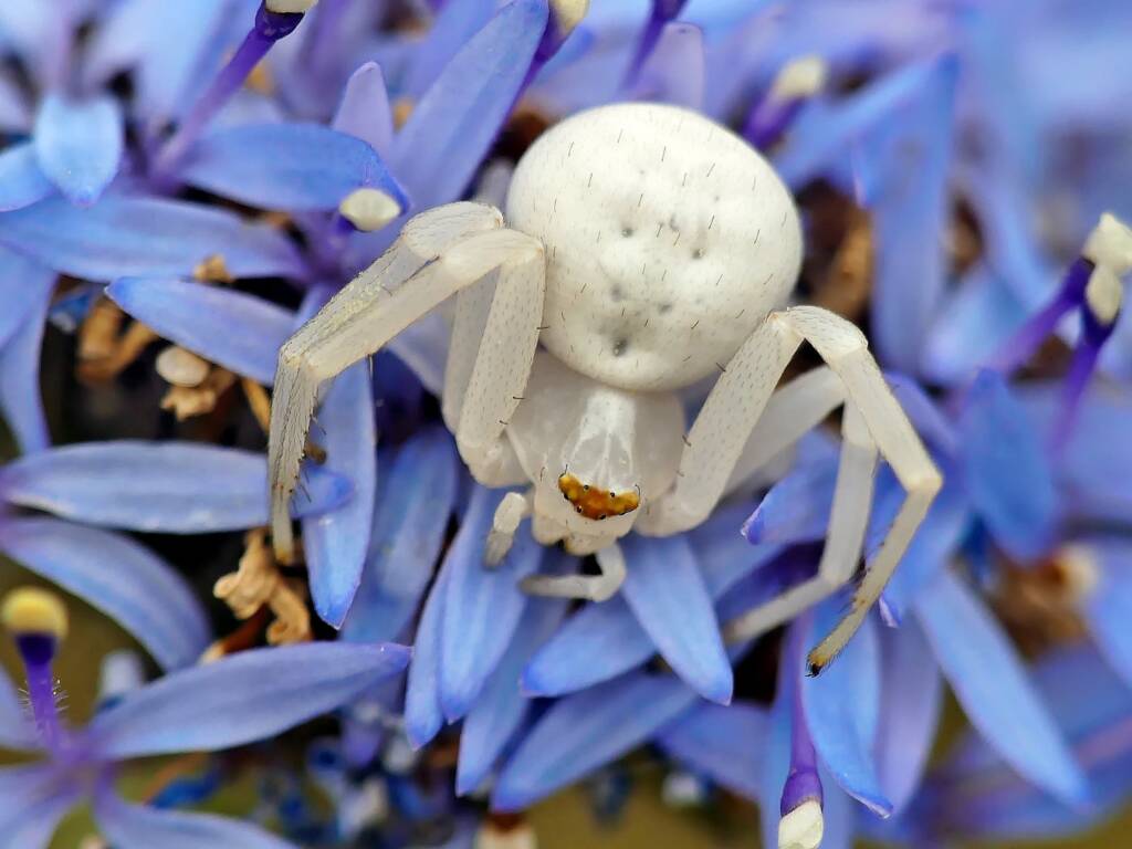 Milky Flower Spider (Zygometis xanthogaster), Belair SA © Marianne Broug