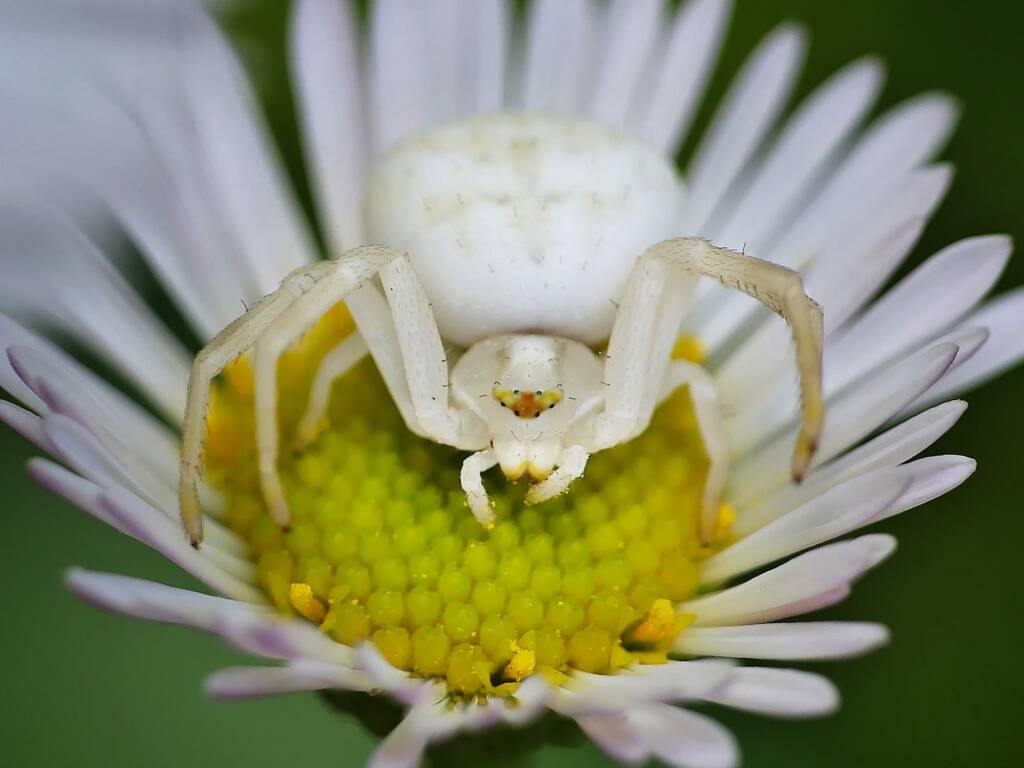 Milky Flower Spider (Zygometis xanthogaster), Hawthorndene SA © Marianne Broug