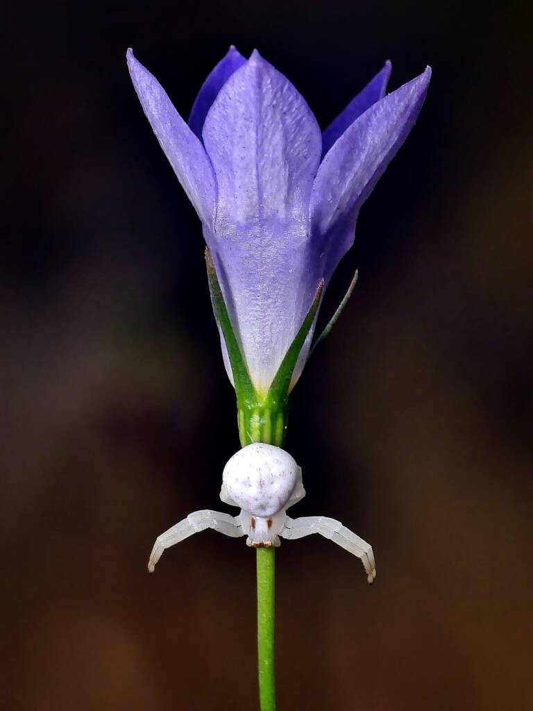 Milky Flower Spider (Zygometis xanthogaster), Belair SA © Marianne Broug