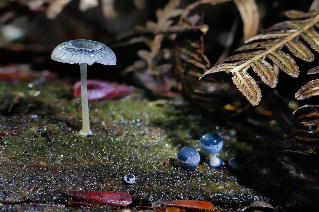 Mycena interrupta, Mark Oliphant Conservation Park SA © Marianne Broug
