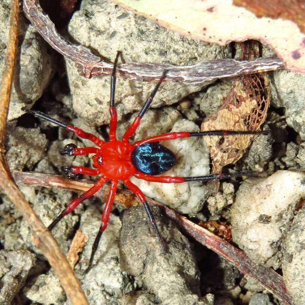 Nicodamidae (Red and Black Spider), Wallaga Lake NSW © Deb Taylor