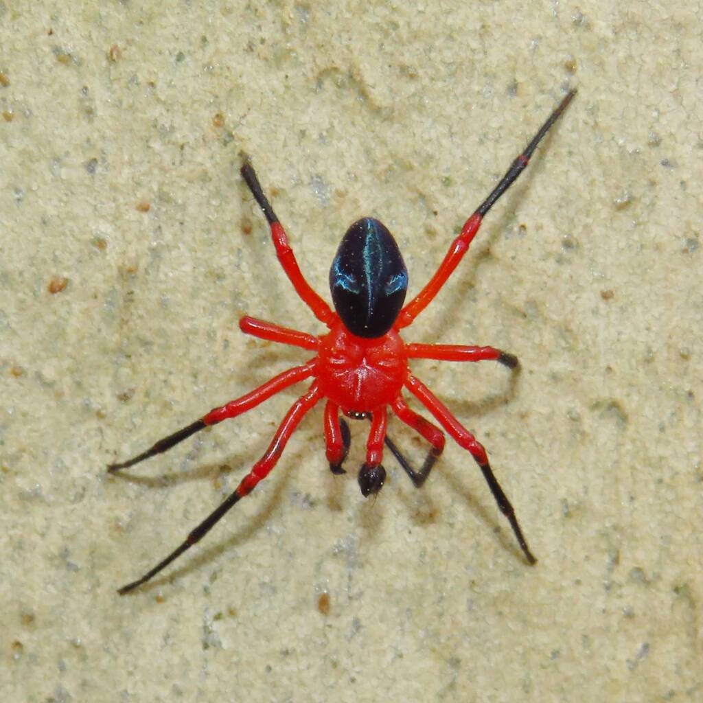 Nicodamidae (Red and Black Spider), Wallaga Lake NSW © Deb Taylor