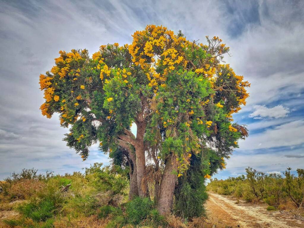 Nuytsia floribunda (Western Australia Christmas Tree), Camel Lake Nature Reserve, Great Southern Region WA © Terry Dunham