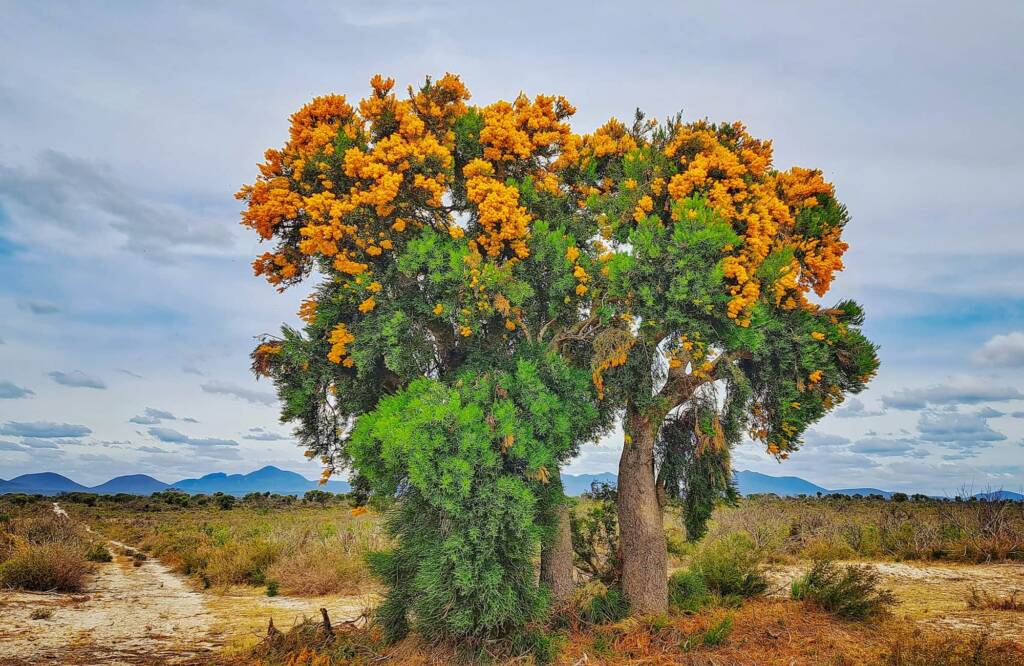 Nuytsia floribunda (Western Australia Christmas Tree), Camel Lake Nature Reserve, Great Southern Region WA © Terry Dunham