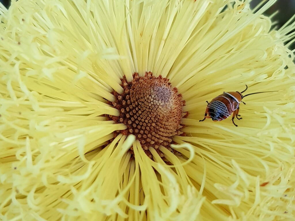 Ellipsidion humerale nymph on the Banksia praemorsa, Alice Springs NT