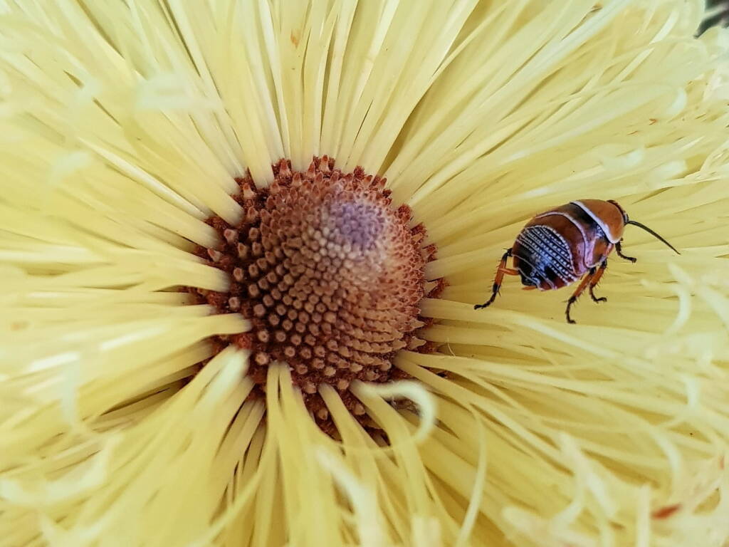 Ellipsidion humerale nymph on the Banksia praemorsa, Alice Springs NT