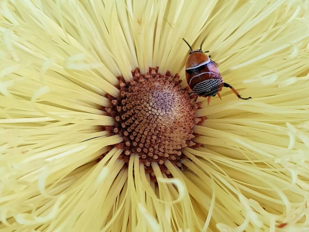 Ellipsidion humerale nymph on the Banksia praemorsa, Alice Springs NT