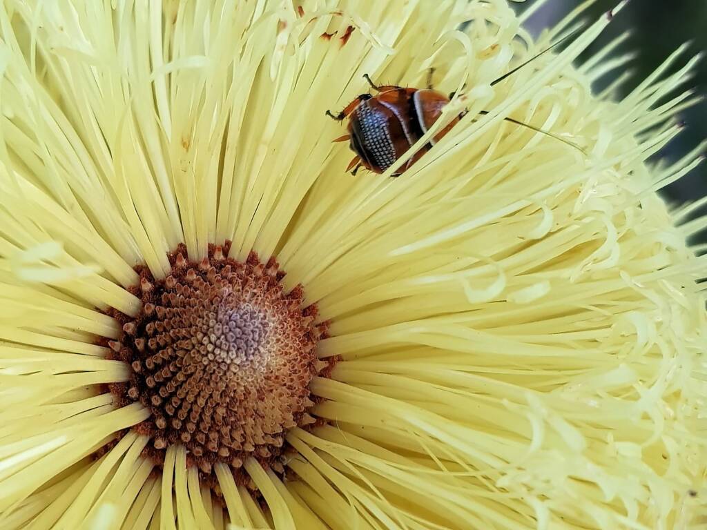 Ellipsidion humerale nymph on the Banksia praemorsa, Alice Springs NT