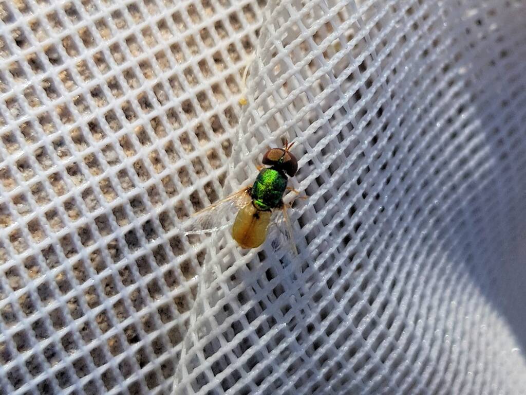 Odontomyia (Soldier Fly), Alice Springs NT