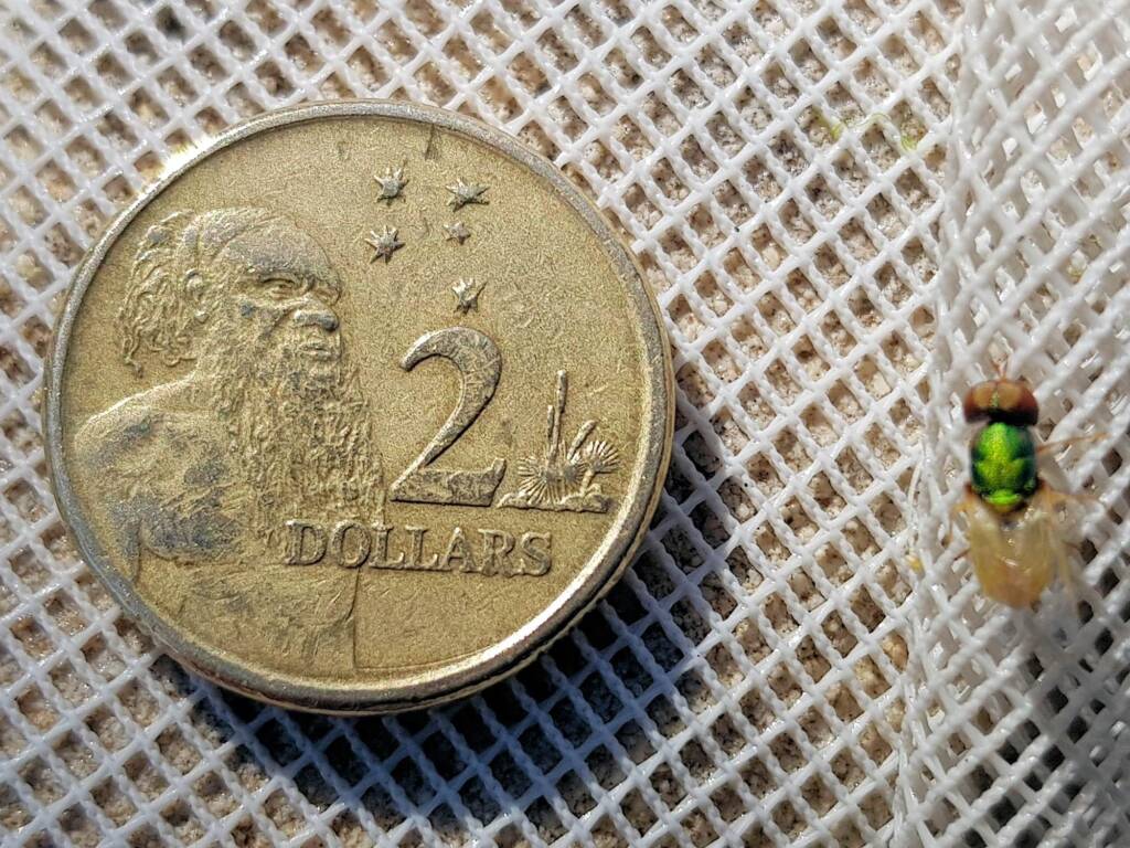 Odontomyia (Soldier Fly), Alice Springs NT
