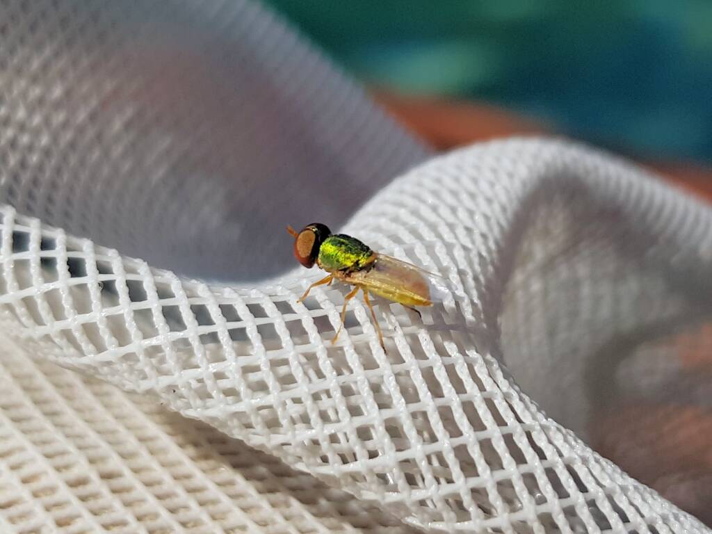 Odontomyia (Soldier Fly), Alice Springs NT