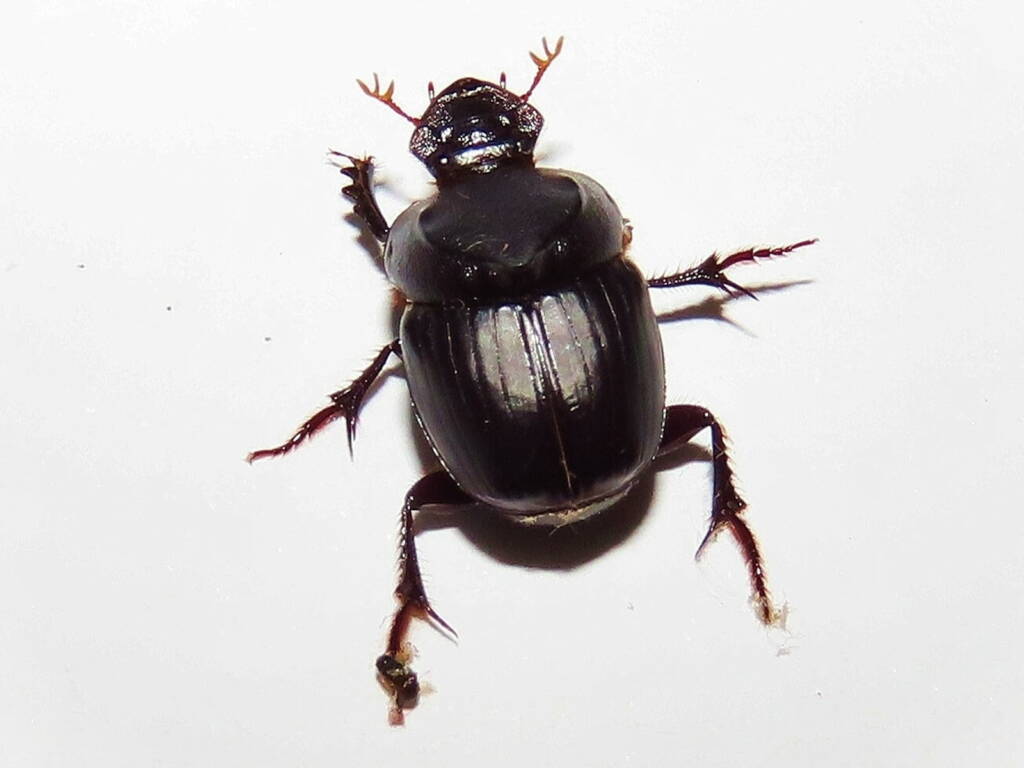 Onthophagus declivis (Declivis Dung Beetle), Wallaga Lake NSW © Deb Taylor