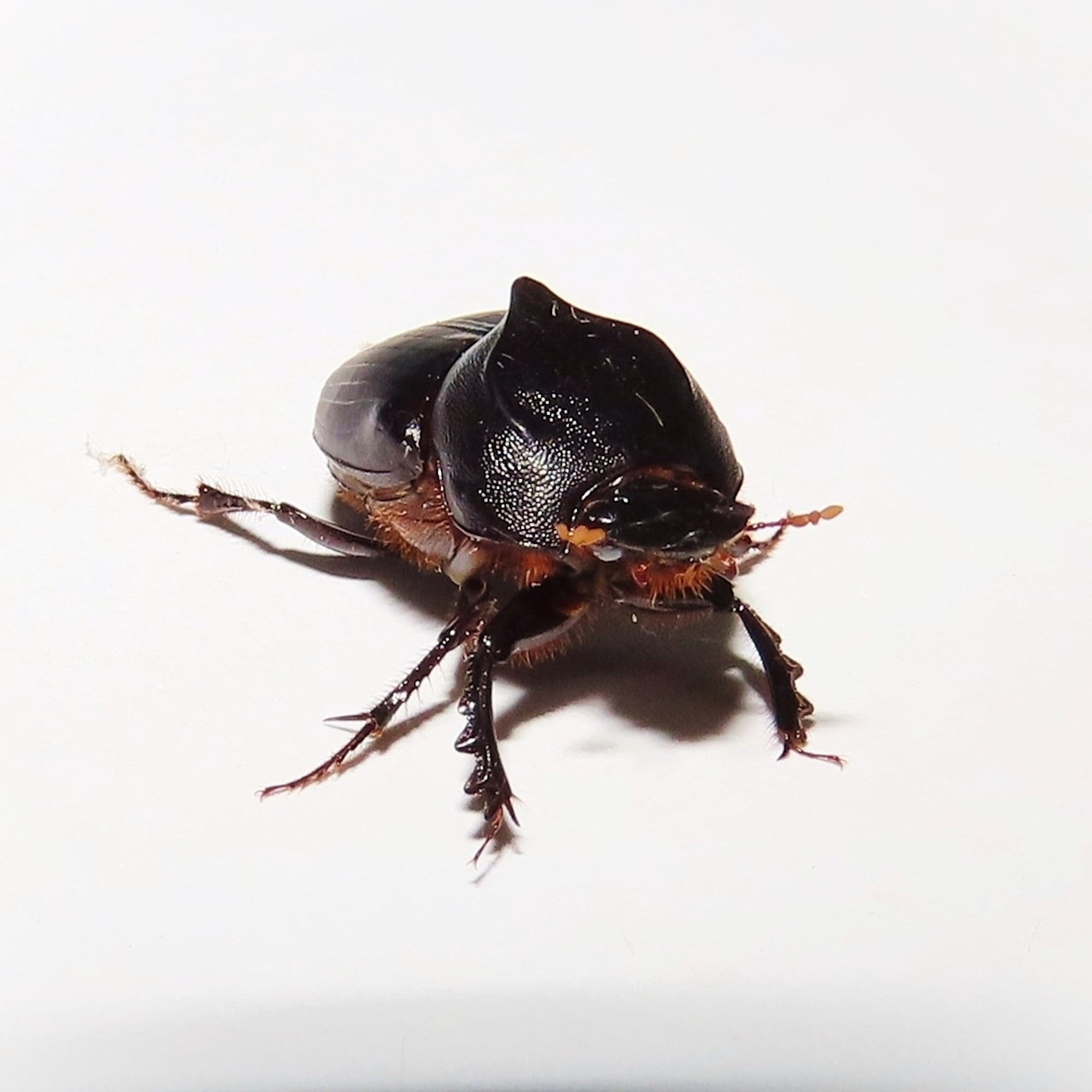 Onthophagus declivis (Declivis Dung Beetle), Wallaga Lake NSW © Deb Taylor