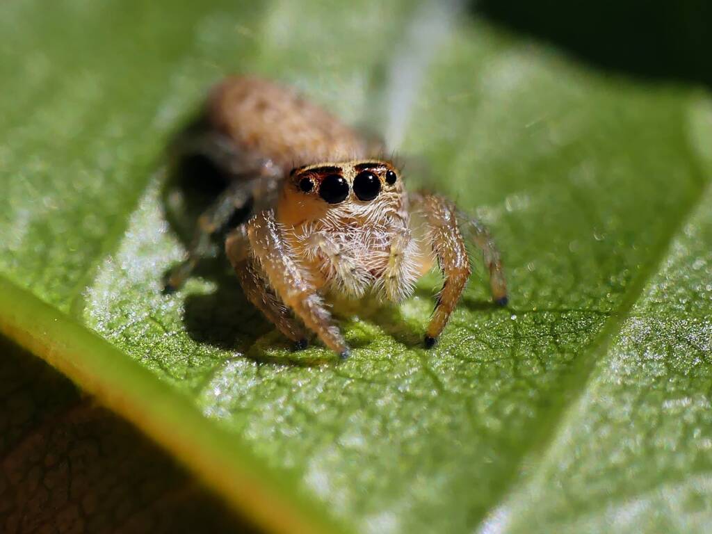 Opisthoncus nigrofemoratus, Belair SA © Marianne Broug