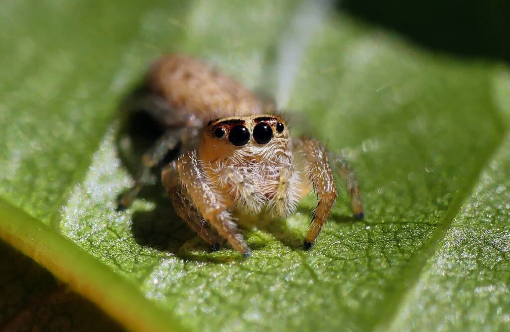 Opisthoncus nigrofemoratus, Belair SA © Marianne Broug