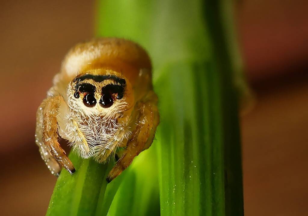 Opisthoncus nigrofemoratus, Hawthorndene SA © Marianne Broug