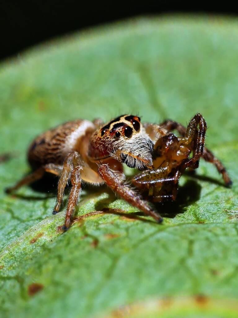Opisthoncus nigrofemoratus, Belair SA © Marianne Broug
