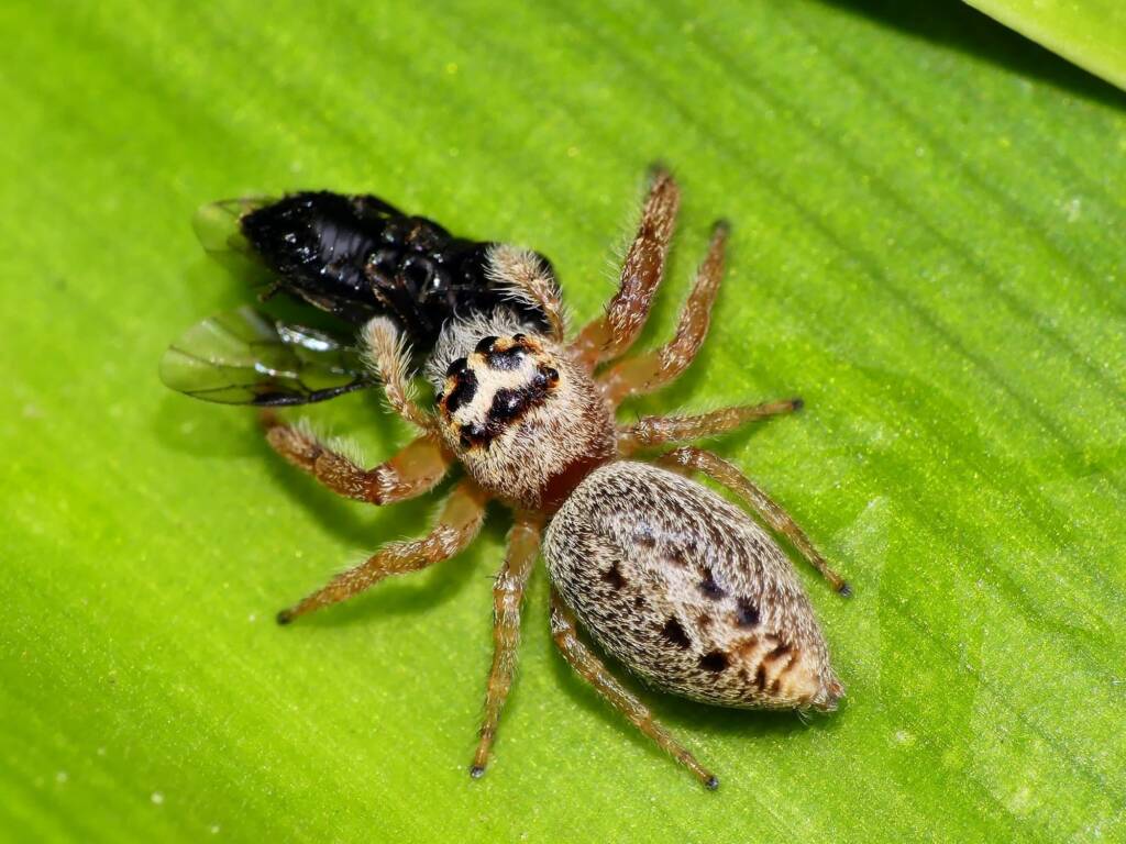 Opisthoncus nigrofemoratus, Hawthorndene SA © Marianne Broug
