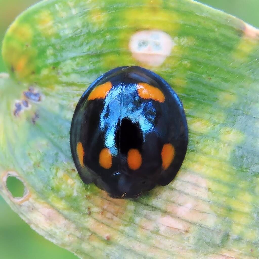Orcus australasiae (Orange-spotted Ladybird), Wallaga Lake NSW © Deb Taylor