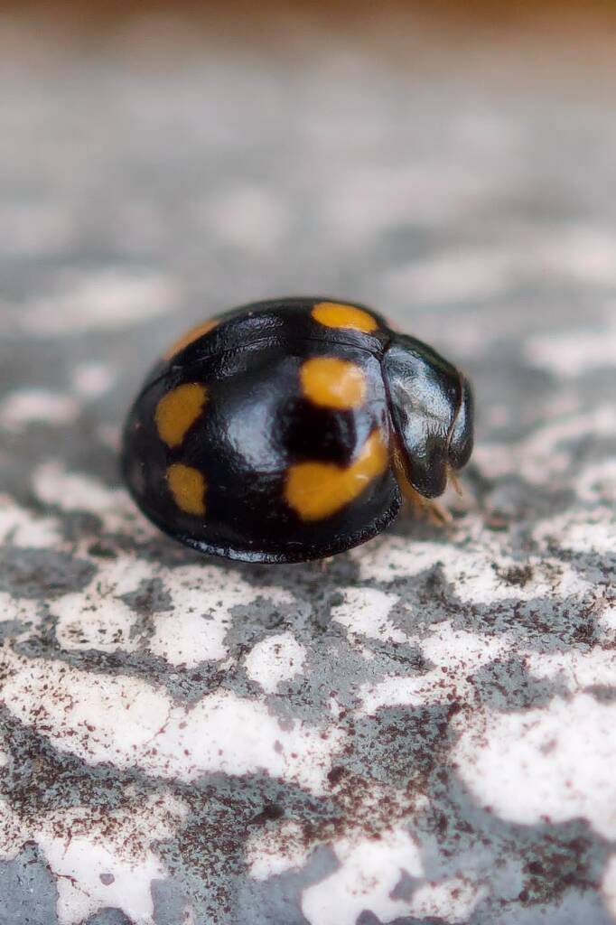 Orcus nummularis, Roma QLD © Dianne Bickers