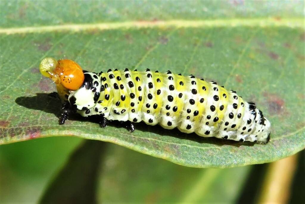 Paropsisterna pictipes, Bermagui NSW © Deb Taylor