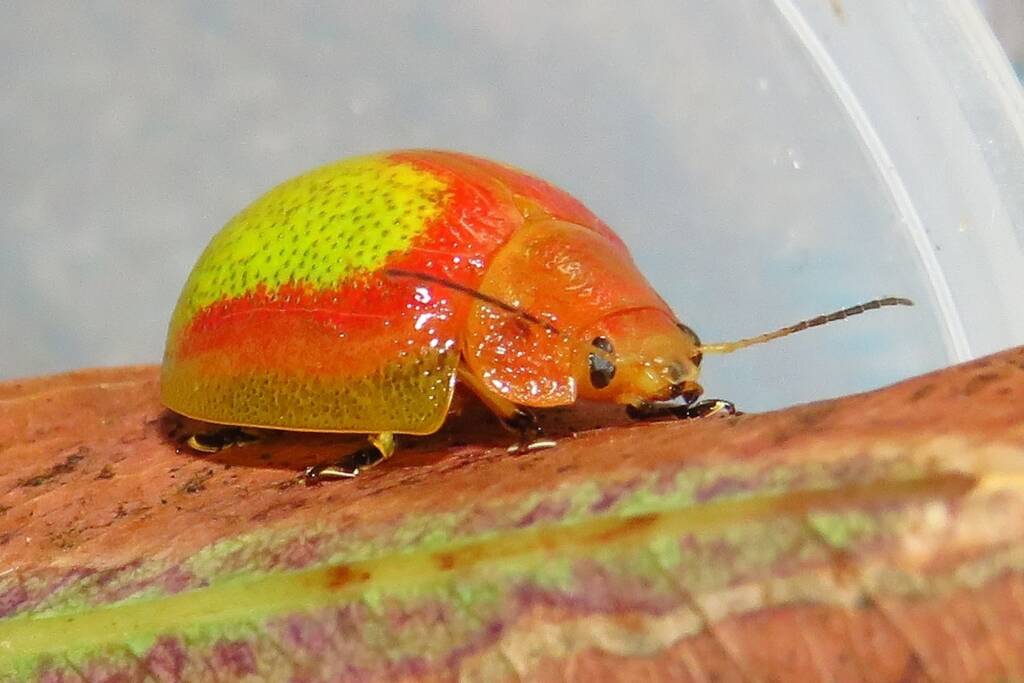 Paropsisterna pictipes, Bermagui NSW © Deb Taylor