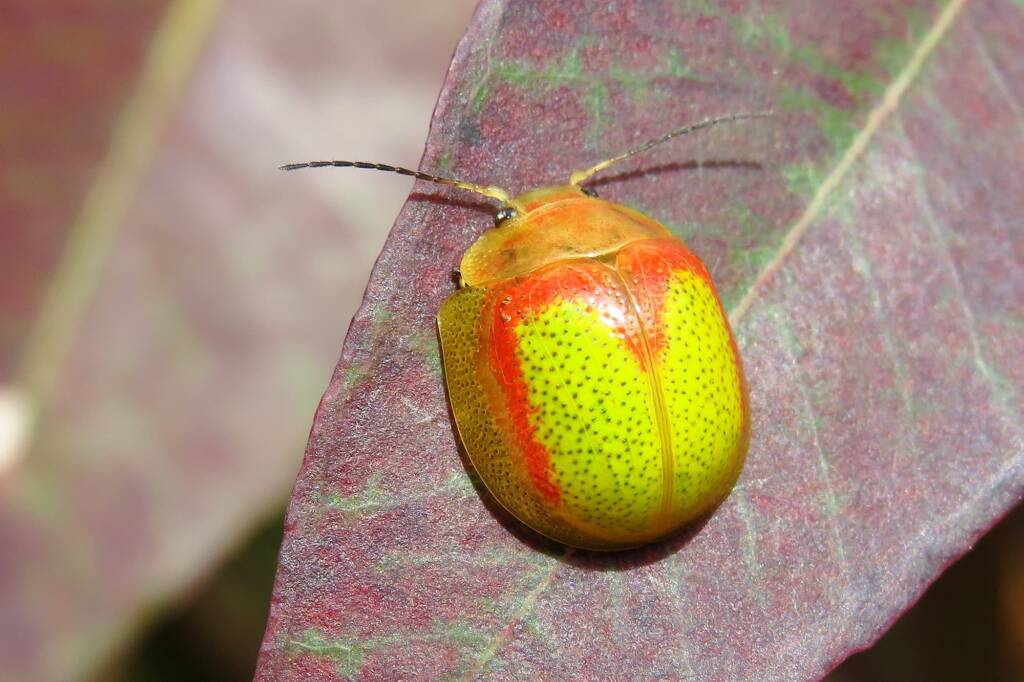 Paropsisterna pictipes, Bermagui NSW © Deb Taylor