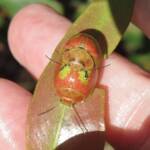 Paropsisterna pictipes, Bermagui NSW © Deb Taylor