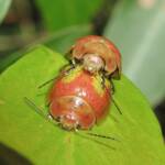 Paropsisterna pictipes, Bermagui NSW © Deb Taylor