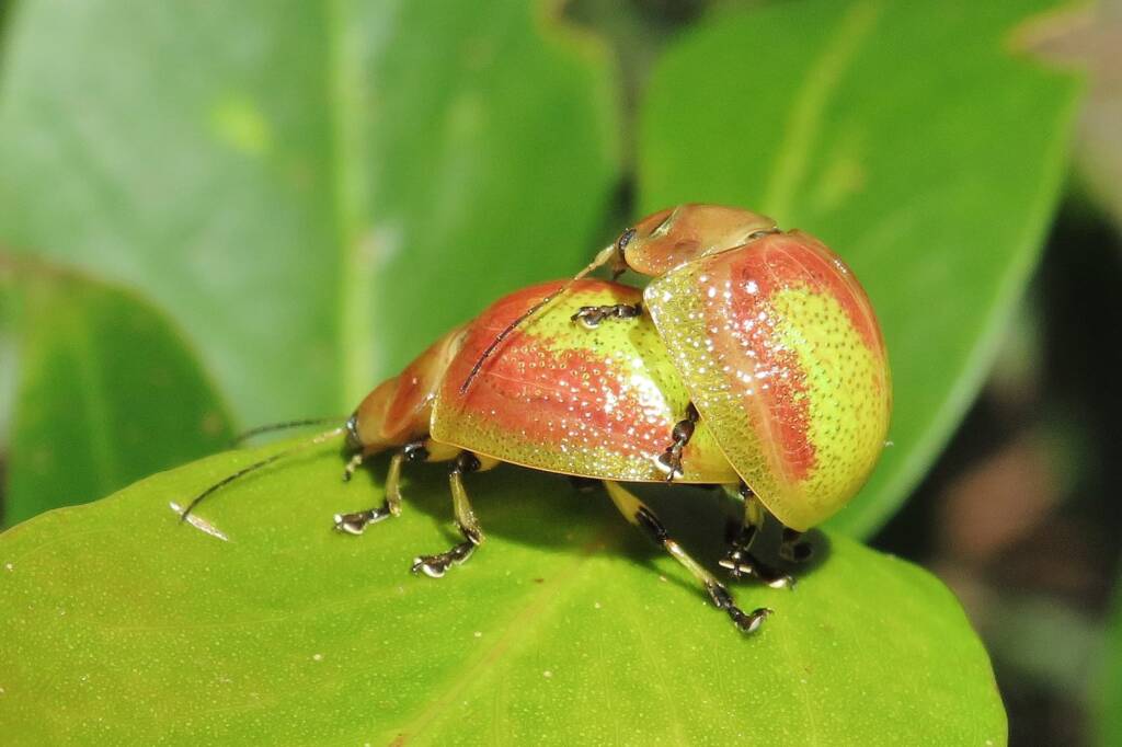 Paropsisterna pictipes, Bermagui NSW © Deb Taylor