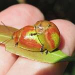 Paropsisterna pictipes, Bermagui NSW © Deb Taylor