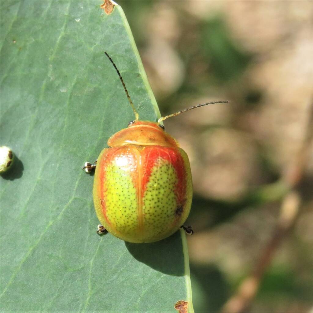 Paropsisterna pictipes, Coolagolite NSW © Deb Taylor