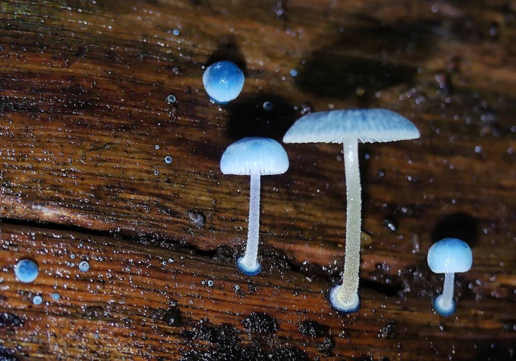 Pixie's Parasol (Mycena interrupta), Crafers - Bridgewater SA © Marianne Broug