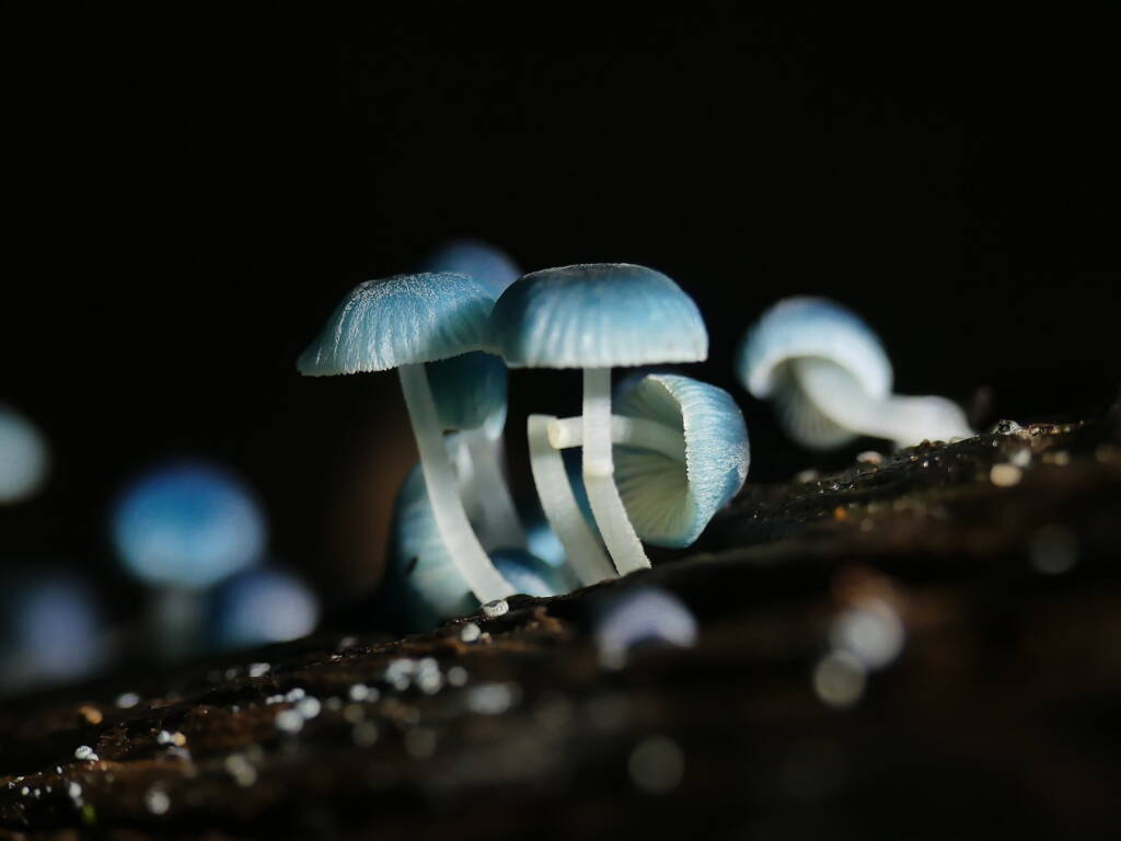 Pixie's Parasol (Mycena interrupta), Belair SA © Marianne Broug
